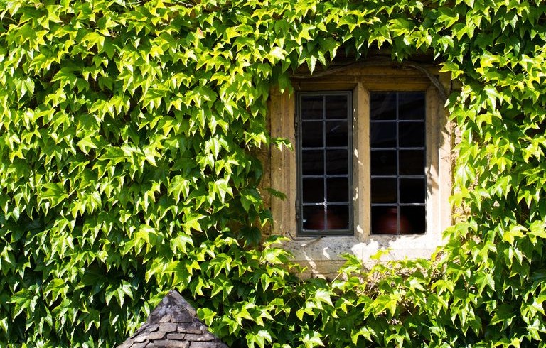 English Ivy
